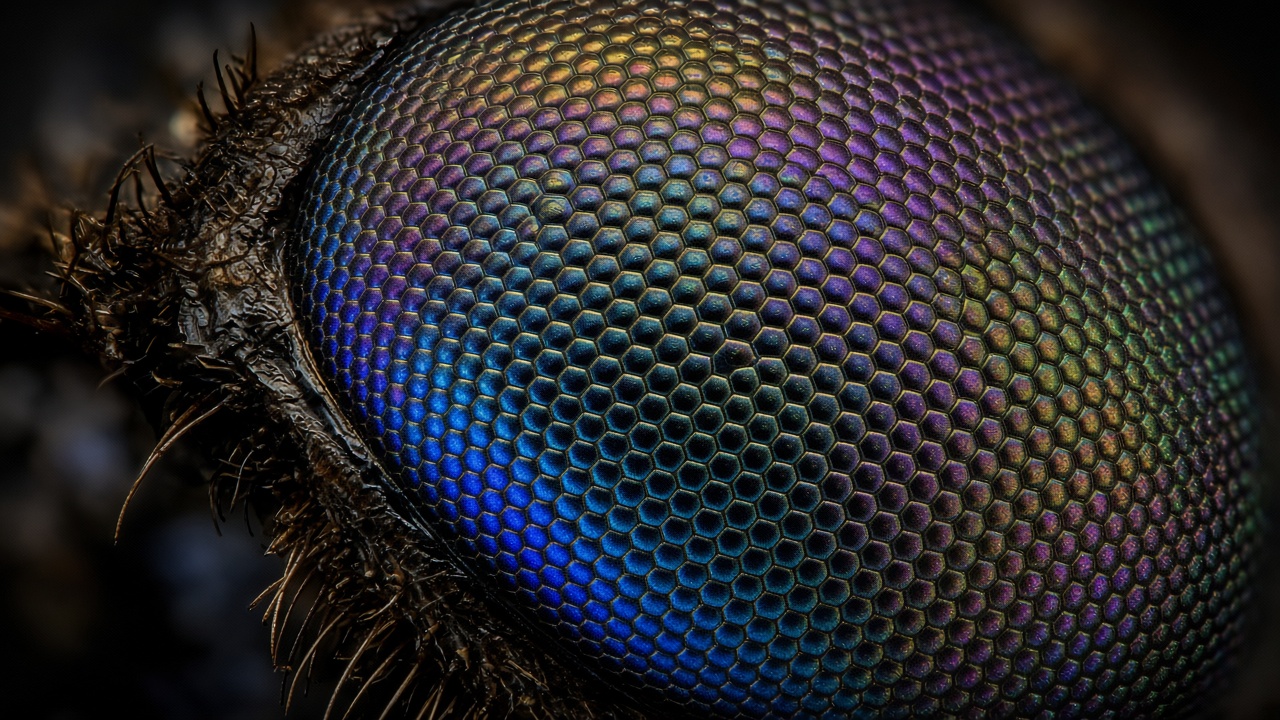 Extreme macro of a dragonfly compound eye with iridescent hexagonal facets, razor sharp, original AI resolution showcase wallpaper