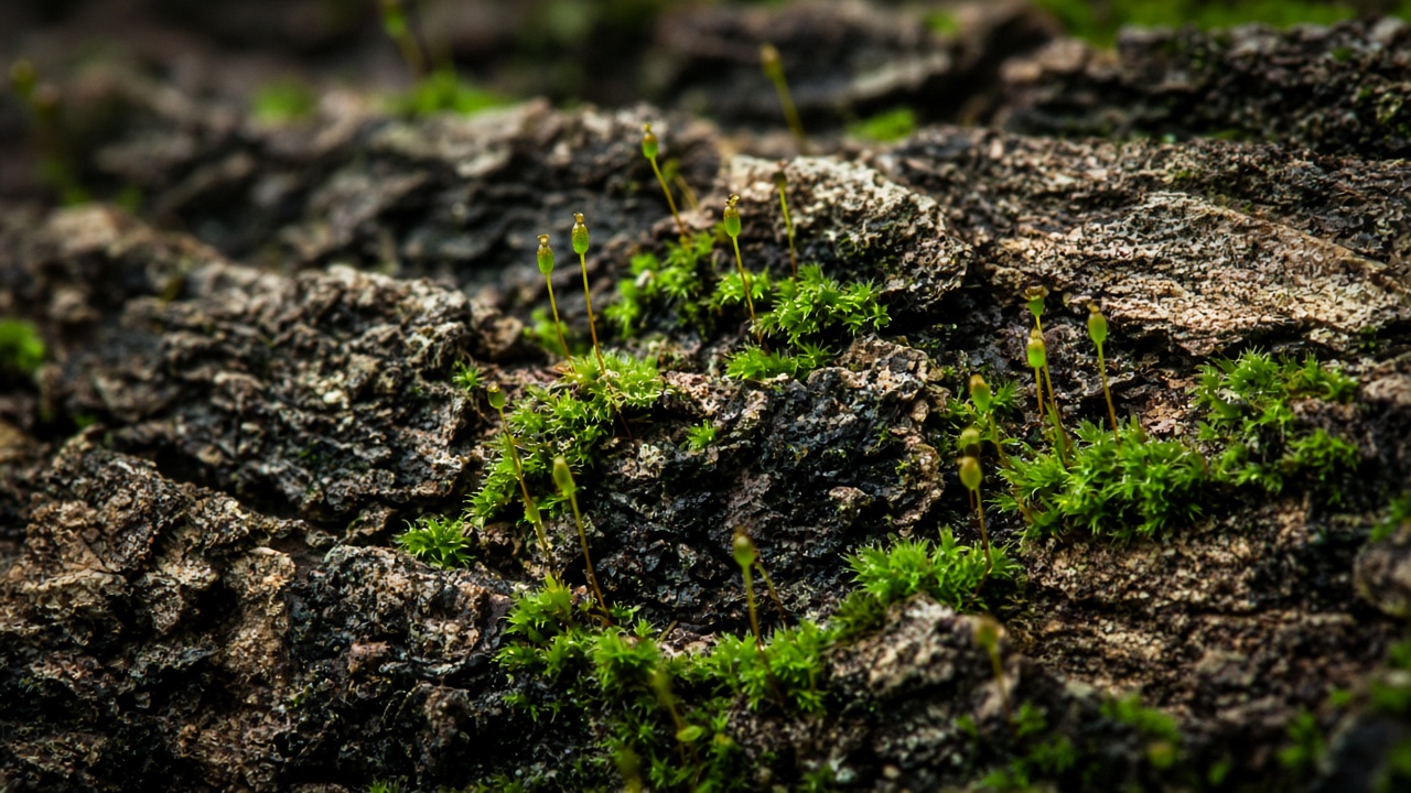 Extreme macro of rough tree bark with tiny vivid green moss and spore stalks, original AI resolution showcase wallpaper