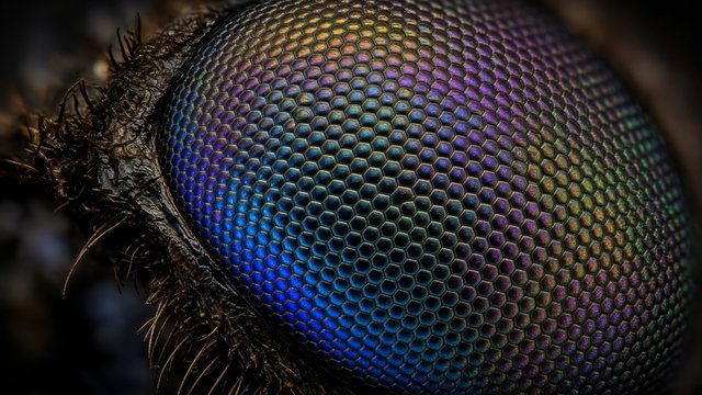 Extreme macro of a dragonfly compound eye with iridescent hexagonal facets, razor sharp, original AI resolution showcase wallpaper